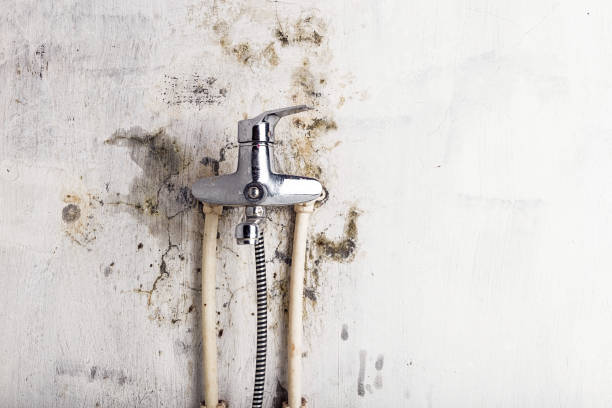 Best Mold Damage Repair  in Blue Earth, MN