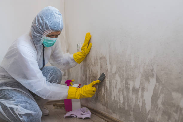 Best Crawl Space Mold Removal  in Blue Earth, MN