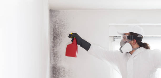 Mold Removal and Inspection in Blue Earth, MN