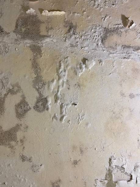 Best Mold Testing  in Blue Earth, MN