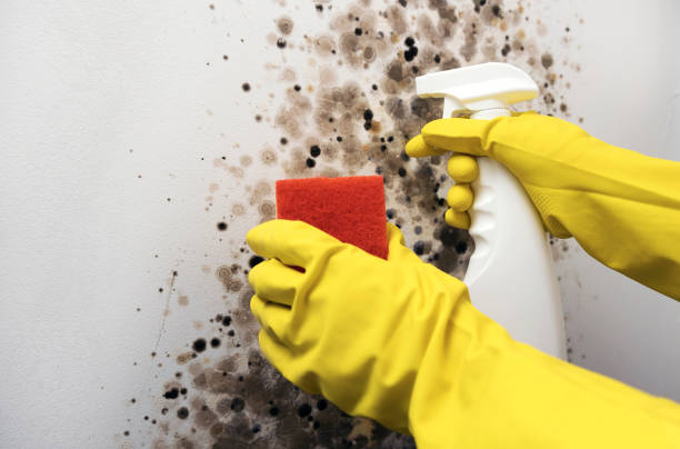 Crawl Space Mold Removal in Blue Earth, MN