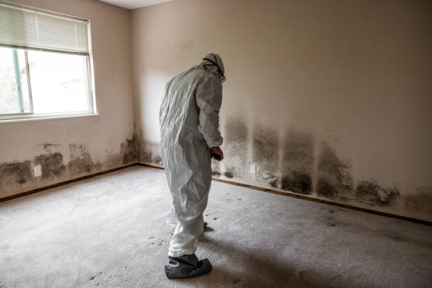 Best Attic Mold Removal  in Blue Earth, MN